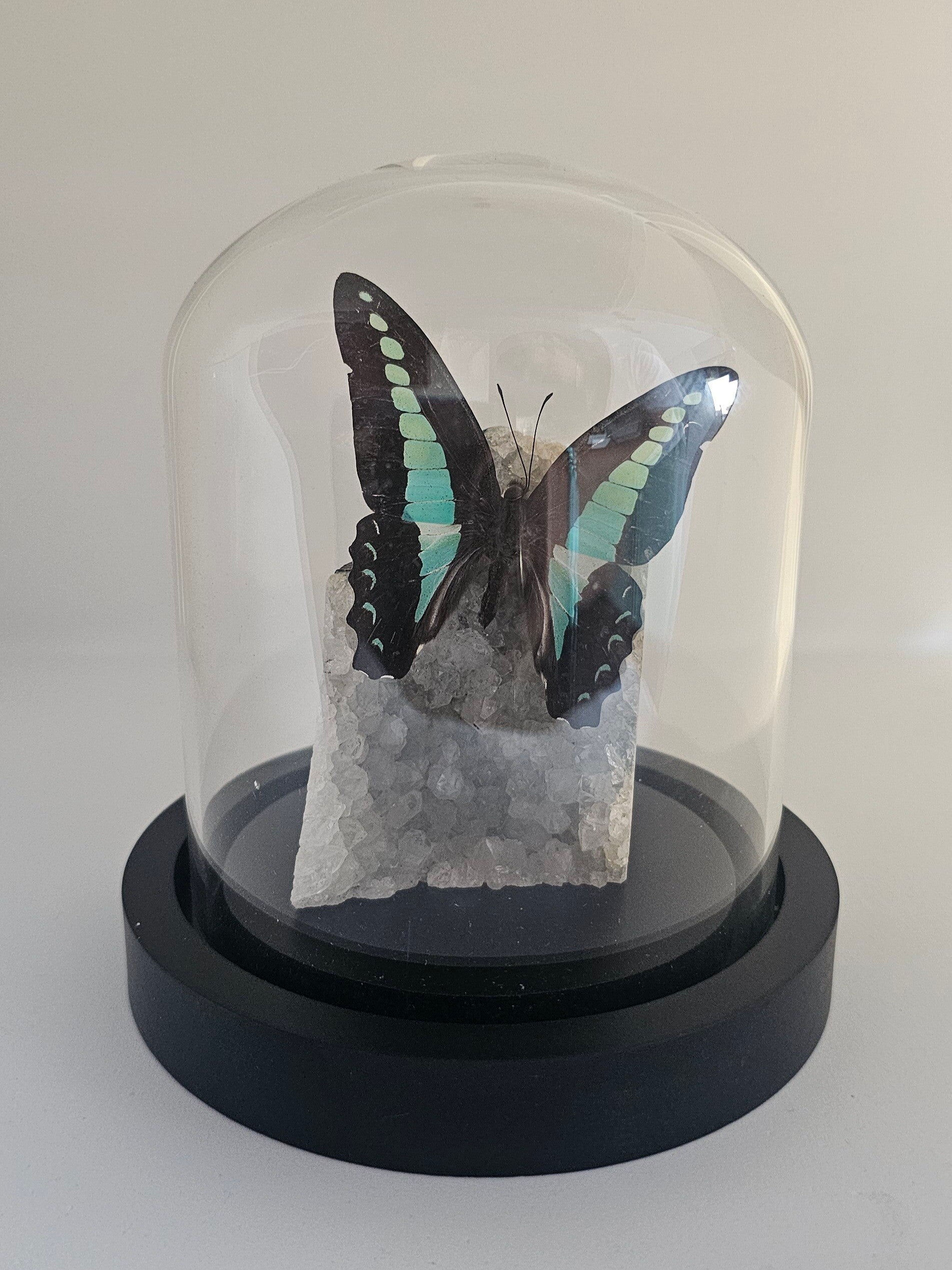 Graphium sarpedon op Bergkristal