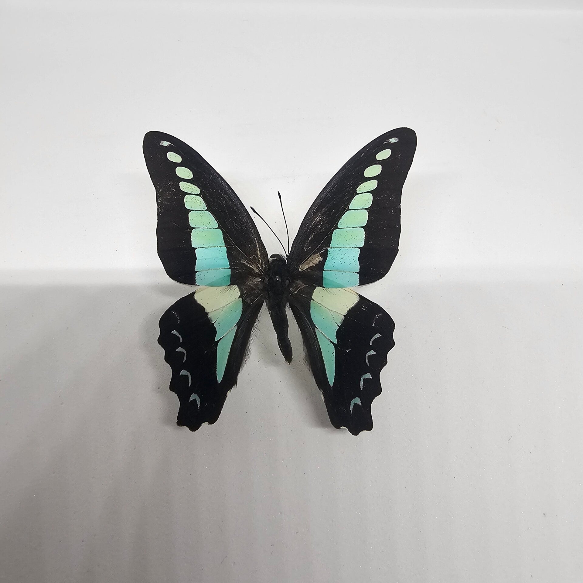 Graphium sarpedon