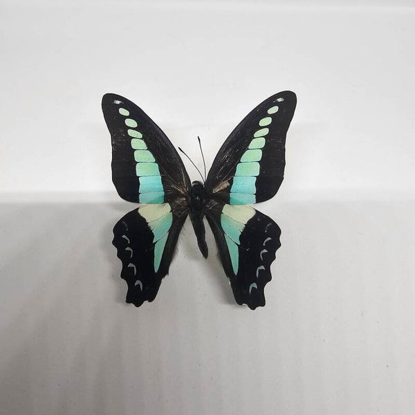 Graphium sarpedon