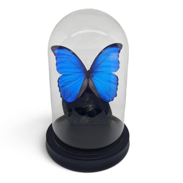 Morpho didius op Labradoriet
