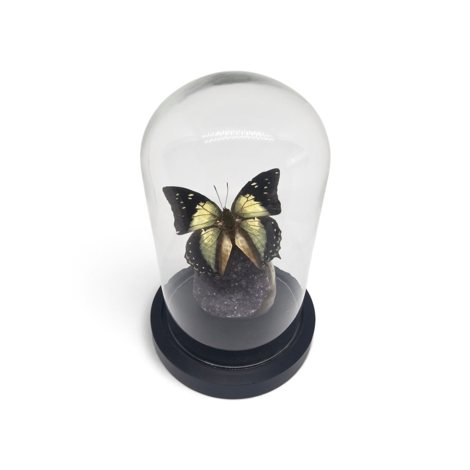 Polyura athamas op Druzy Agaat