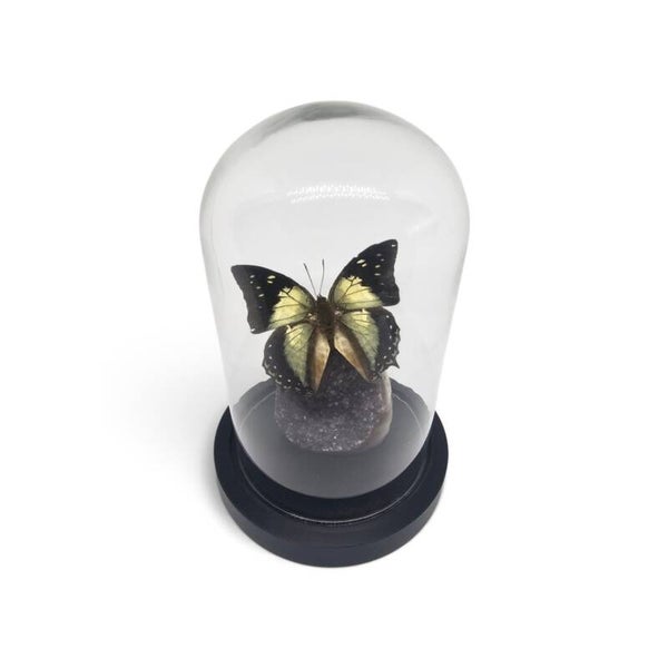 Polyura athamas op Druzy Agaat
