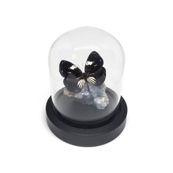 Euploea radamanthus op Celestien