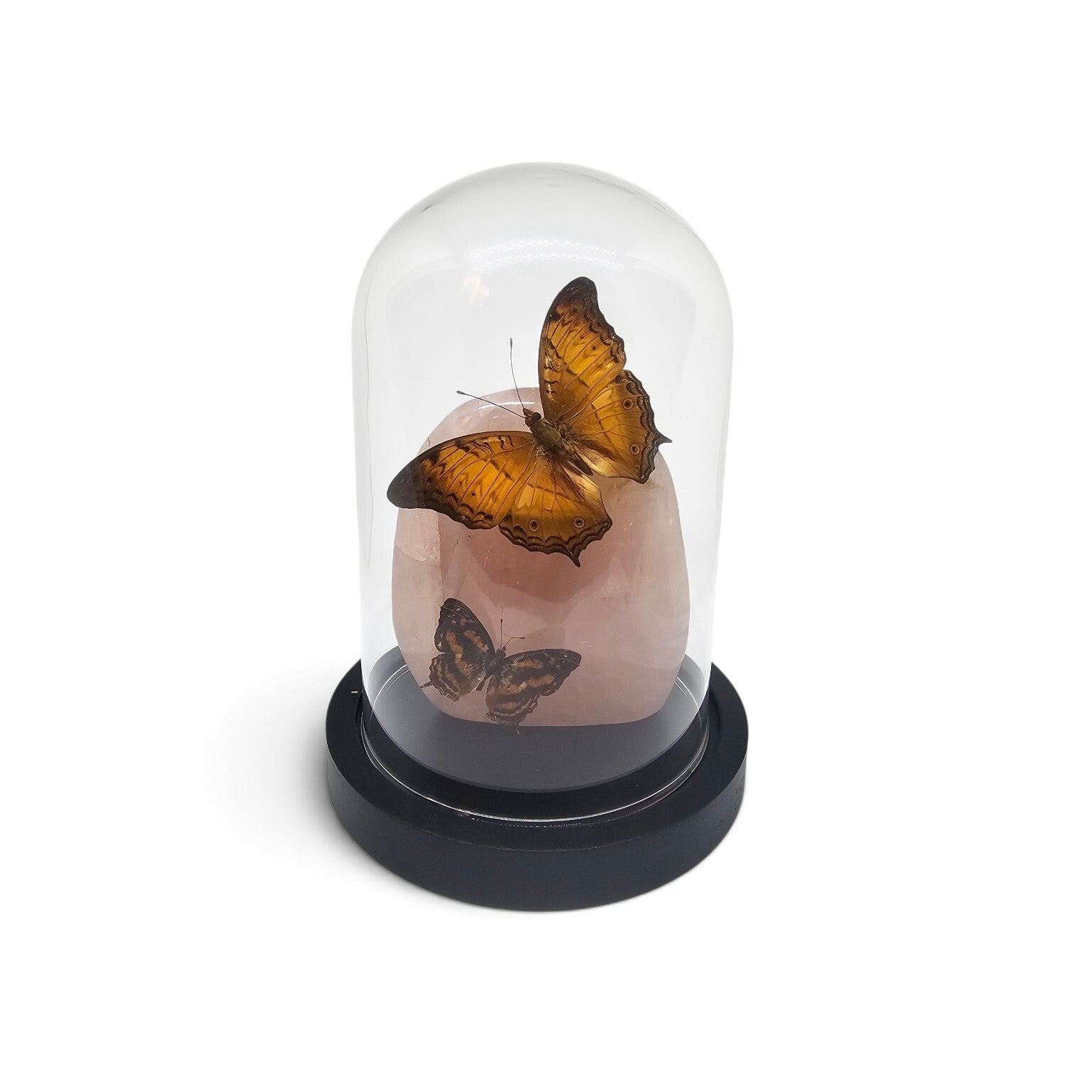 Vindula arsinoe & Symbrenthia op Rozenkwarts
