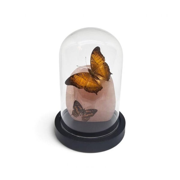 Vindula arsinoe & Symbrenthia op Rozenkwarts