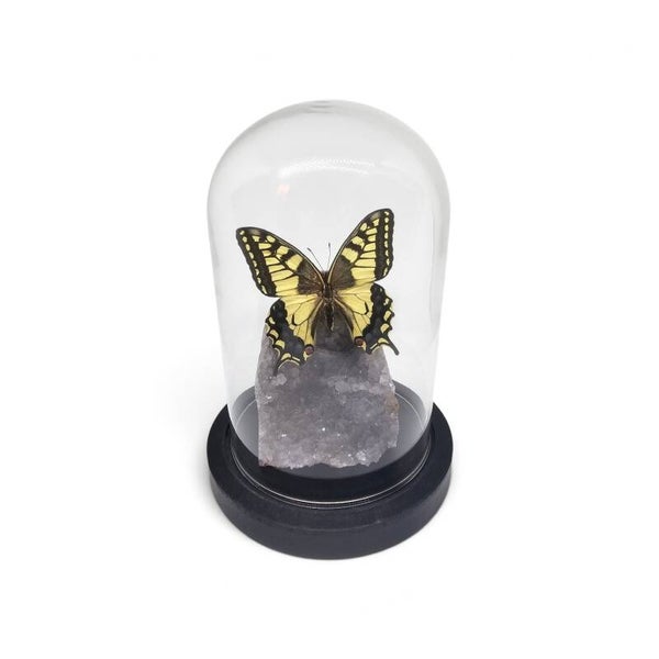 Papilio machaon op Amethist