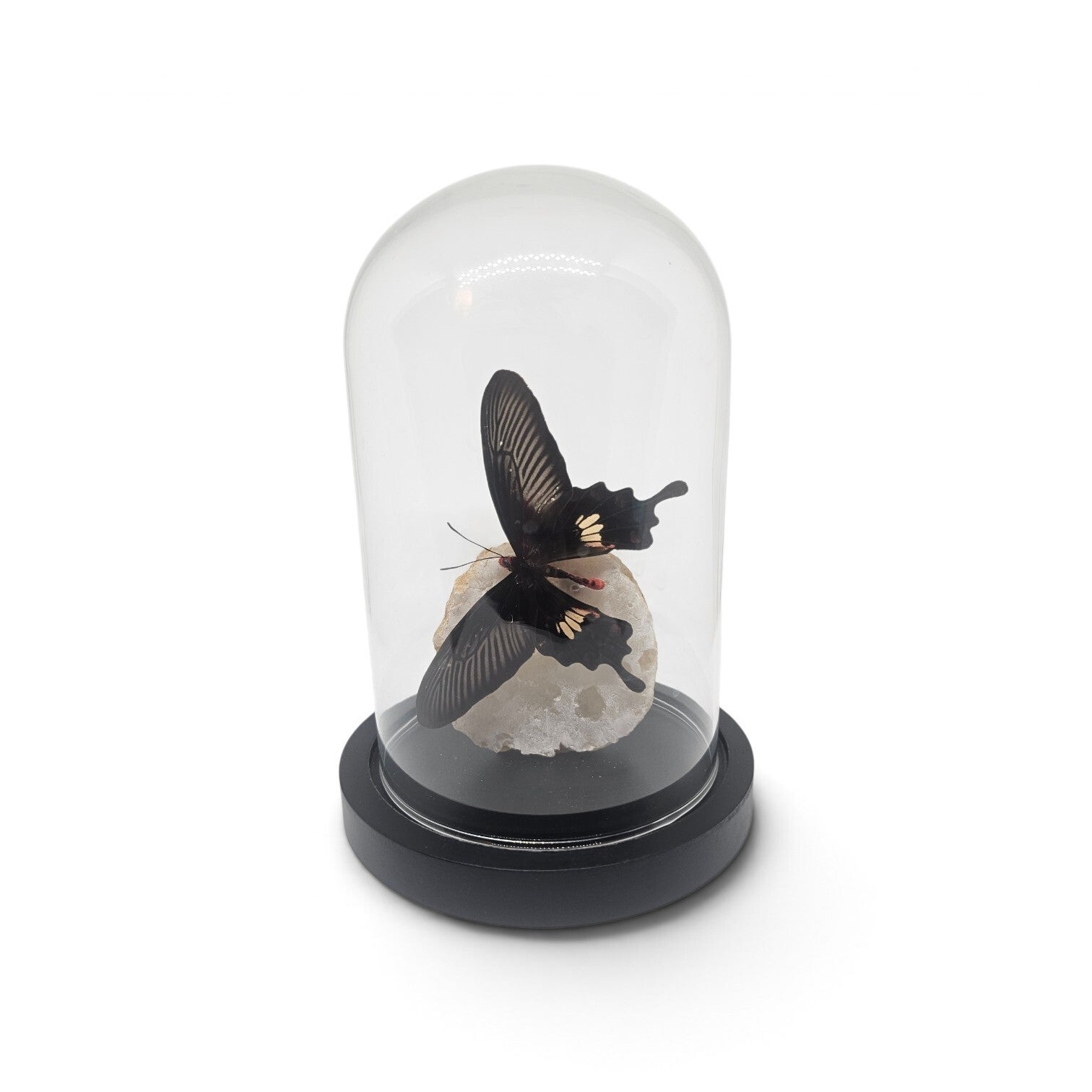 Papilio helenus op Geode