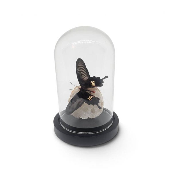 Papilio helenus op Geode