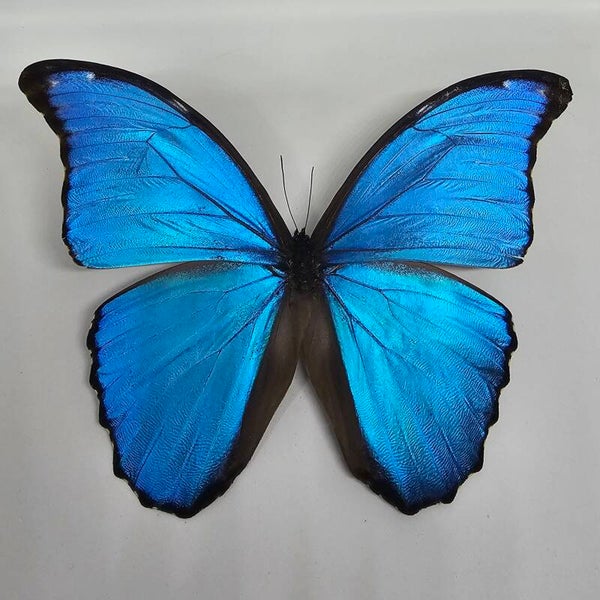 Morpho didius