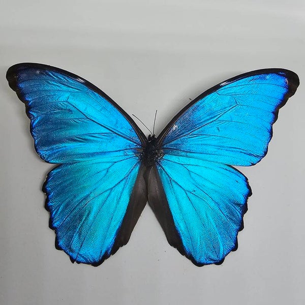 Morpho didius