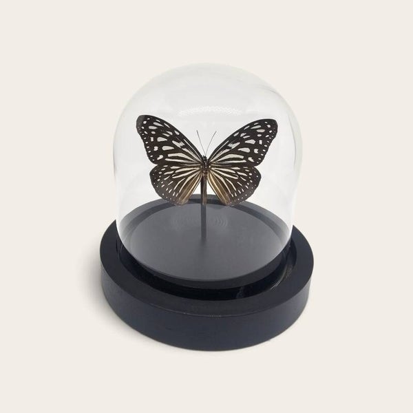 Luxe Vlinderstolp Ideopsis vulgaris - Glassy Tiger Vlinder onder Glas