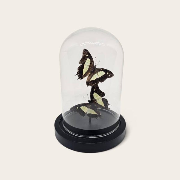 Luxe Vlinderstolp Polyura athamas - 2 Zwart-Witte Vlinders onder Glas