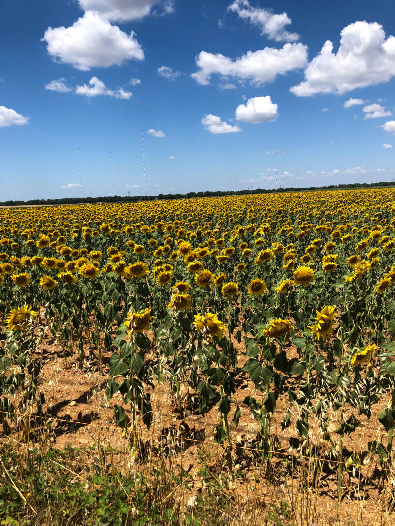 Champs de Tournesol