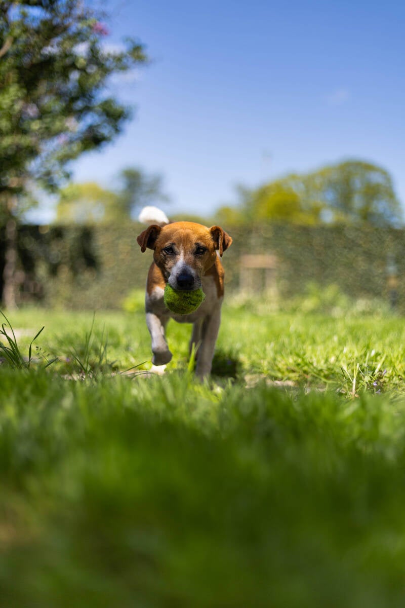 doggyshoot-1-of-51-standard.jpg