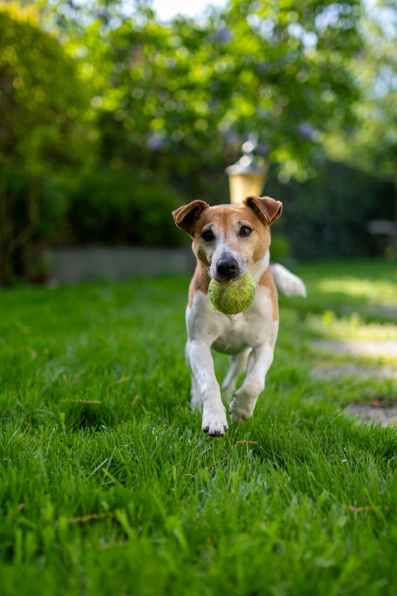 doggyshoot-1-standard.jpg