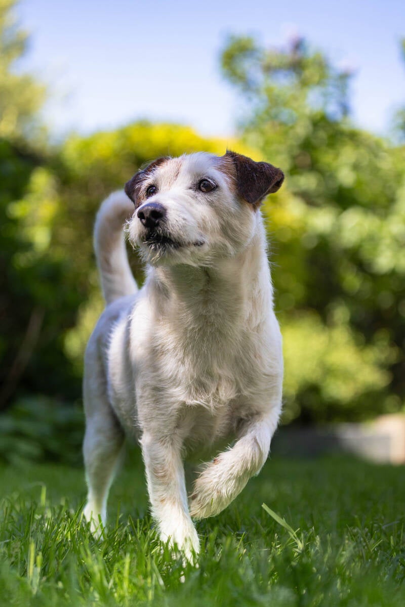 doggyshoot-10-of-51-standard-1na6tu.jpg