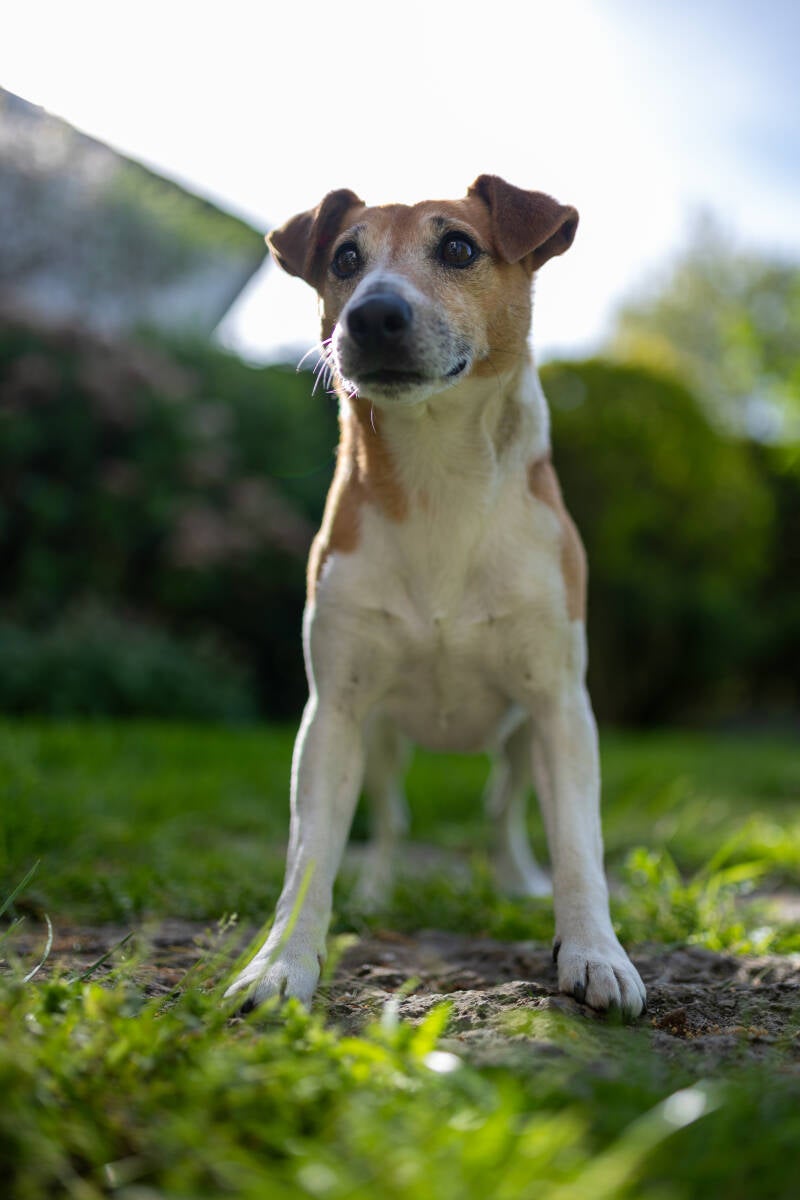 doggyshoot-10-standard.jpg