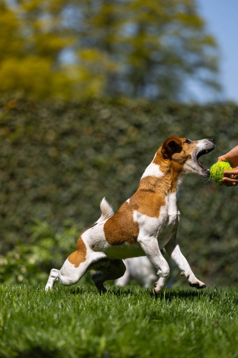 doggyshoot-11-of-51-standard.jpg