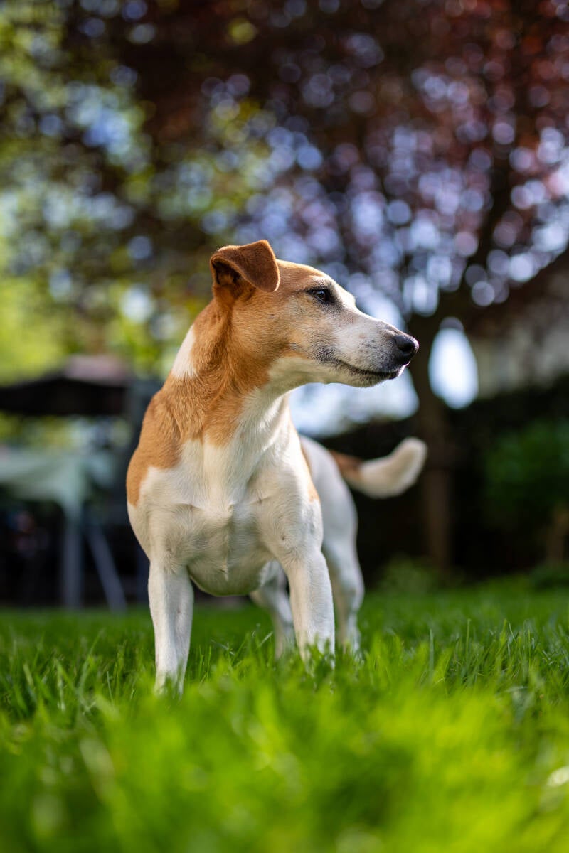 doggyshoot-11-standard.jpg