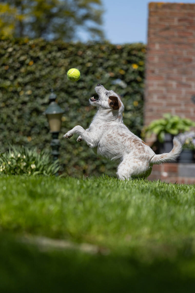 doggyshoot-12-of-51-standard.jpg