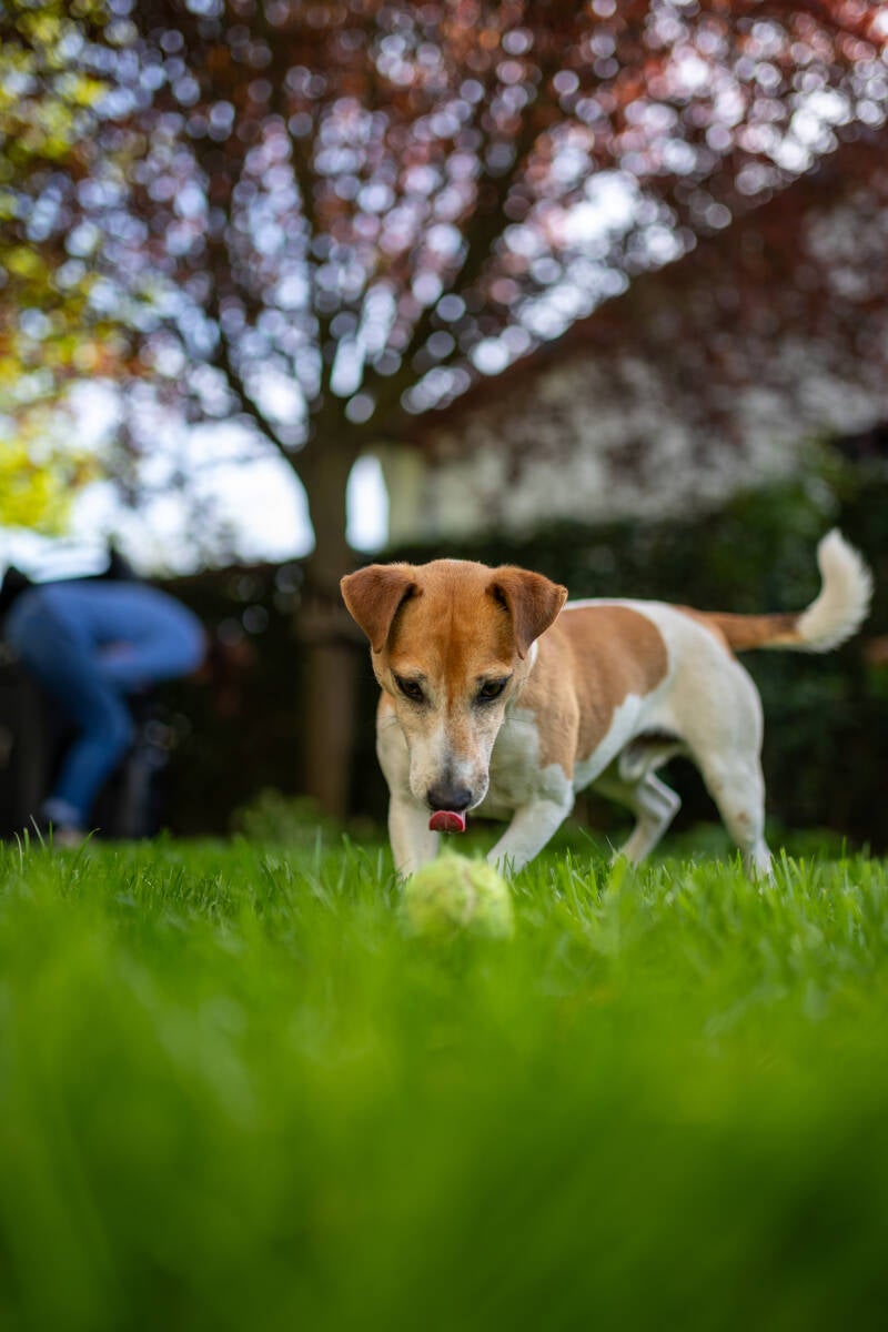 doggyshoot-12-standard.jpg