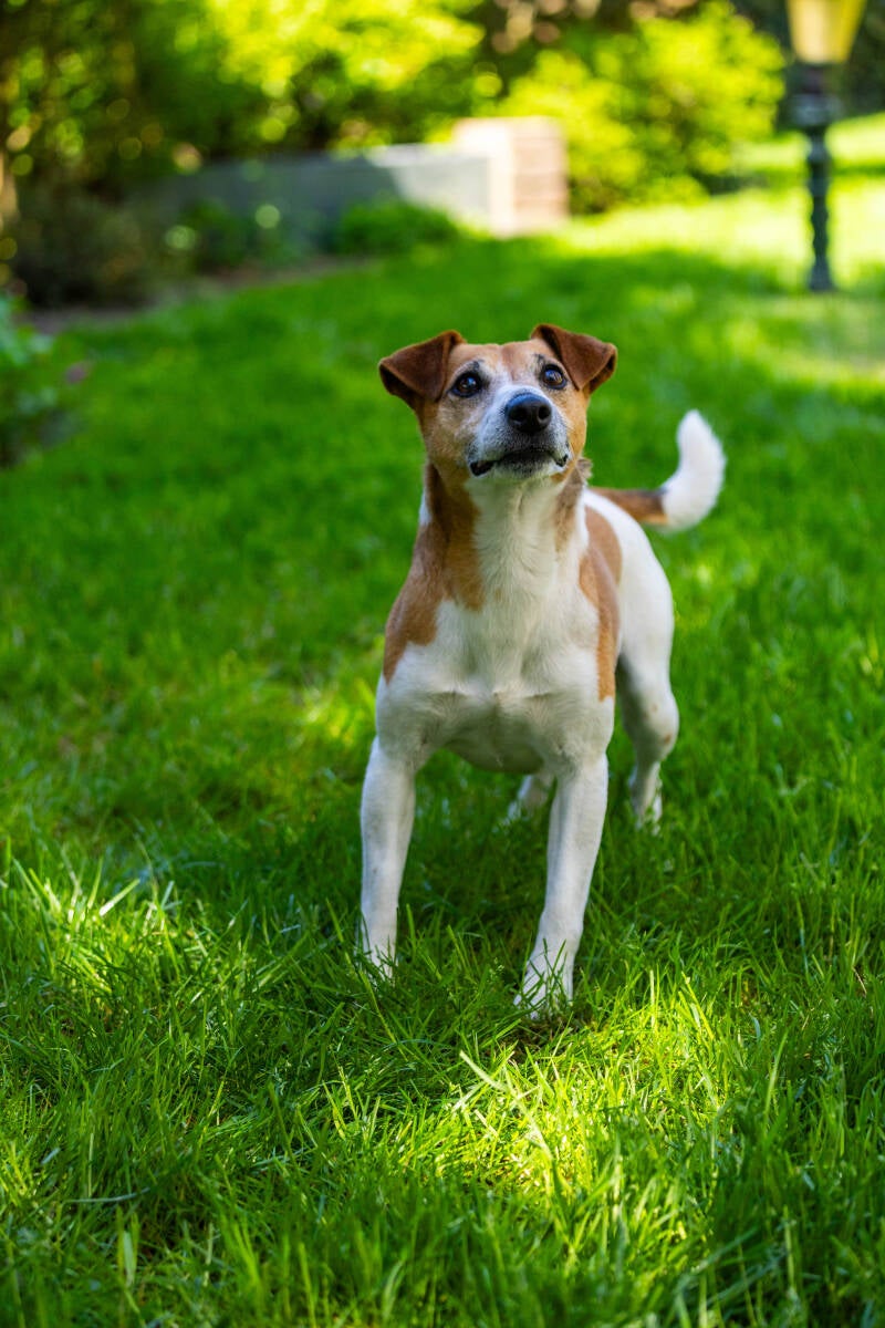doggyshoot-13-of-51-standard.jpg