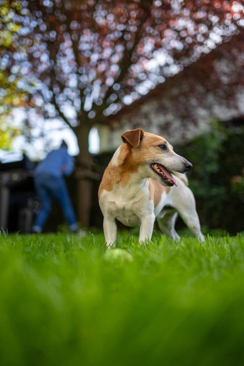 doggyshoot-13-standard.jpg