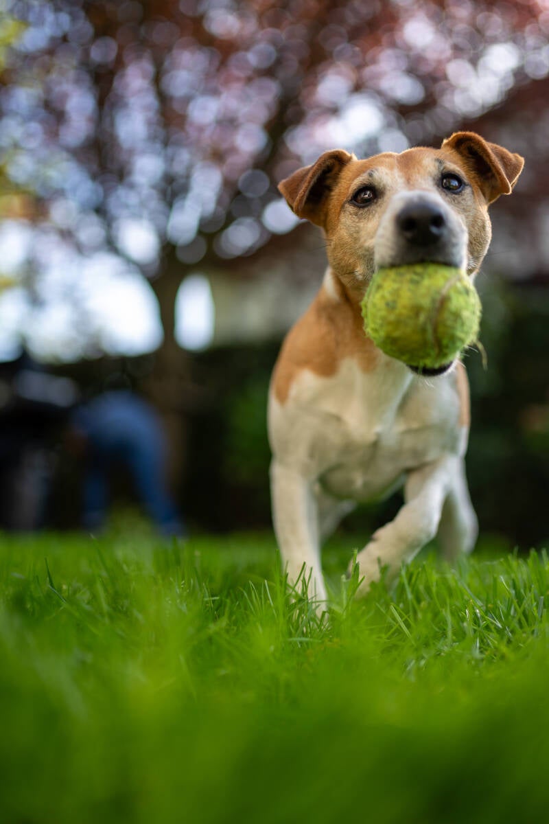 doggyshoot-14-standard.jpg