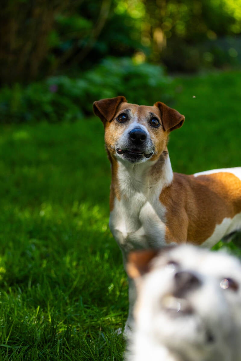 doggyshoot-15-of-51-standard.jpg