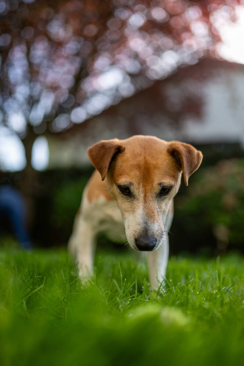 doggyshoot-15-standard.jpg