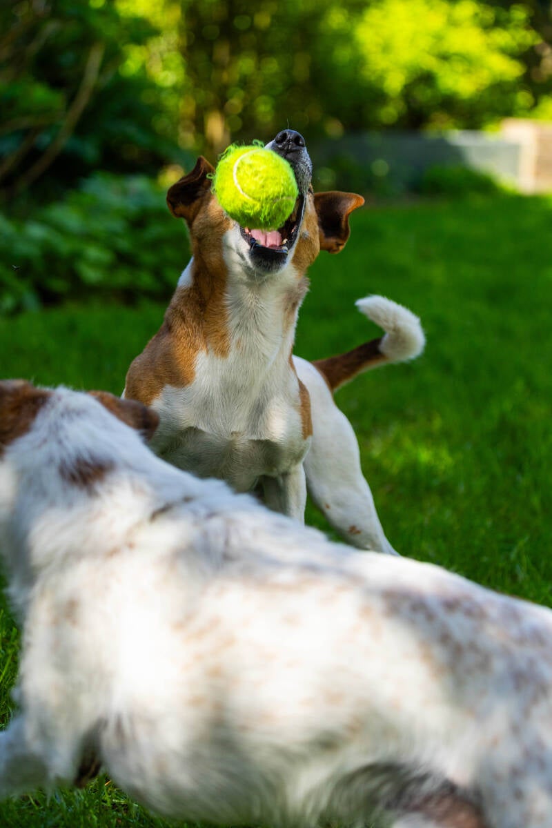 doggyshoot-16-of-51-standard.jpg