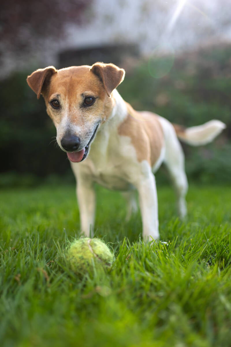 doggyshoot-16-standard.jpg