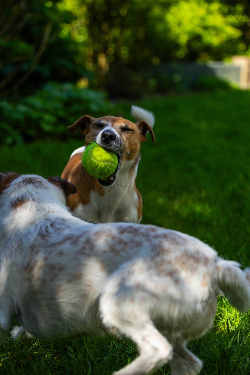 doggyshoot-17-of-51-standard.jpg