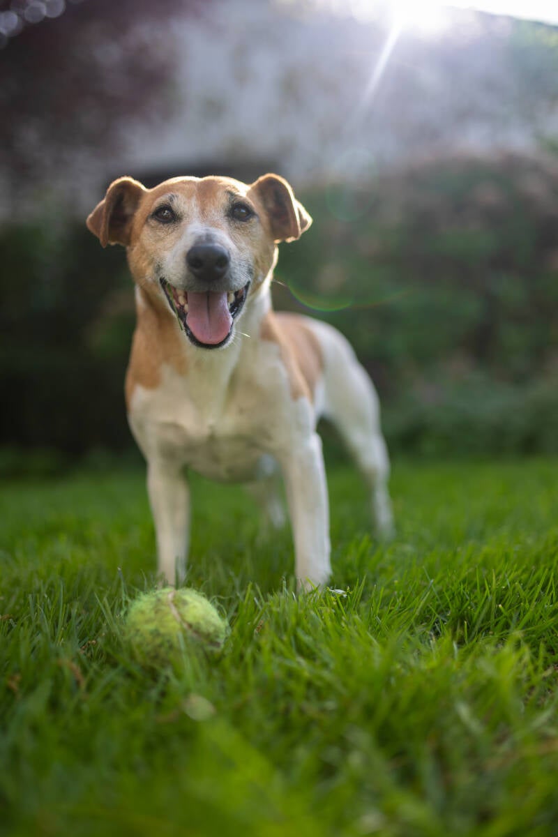 doggyshoot-17-standard.jpg