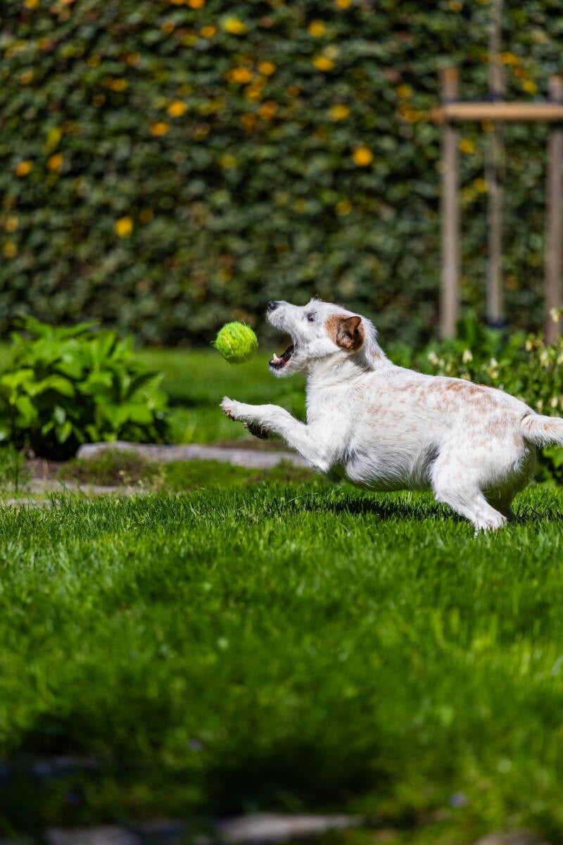 doggyshoot-18-of-51-standard.jpg