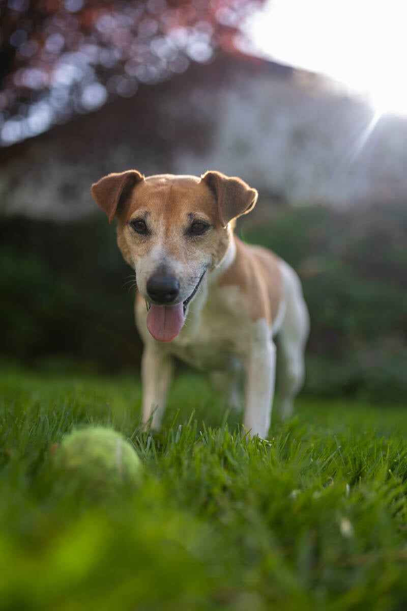 doggyshoot-18-standard.jpg