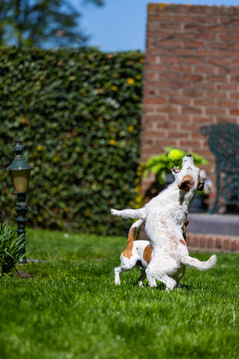 doggyshoot-19-of-51-standard.jpg