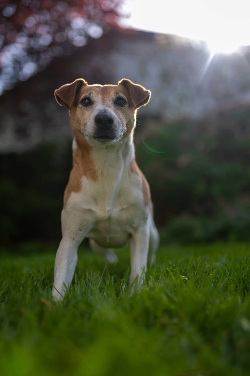 doggyshoot-19-standard.jpg