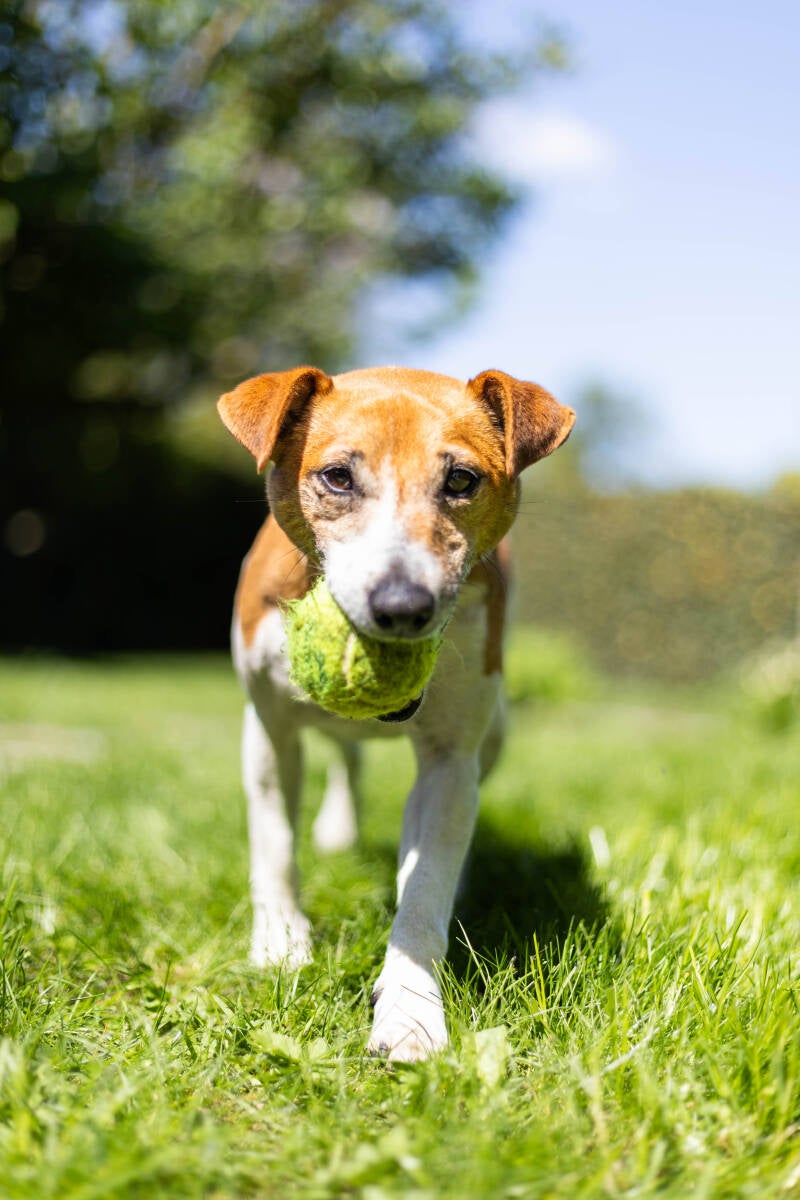 doggyshoot-2-of-51-standard.jpg