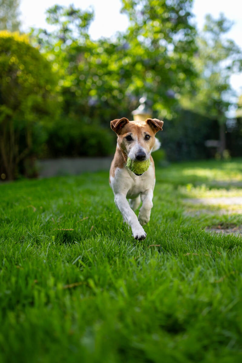 doggyshoot-2-standard.jpg