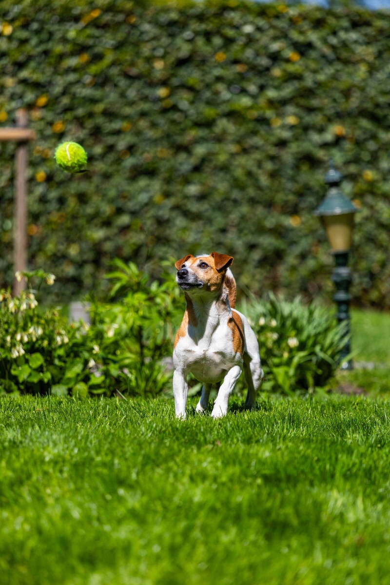 doggyshoot-20-of-51-standard.jpg