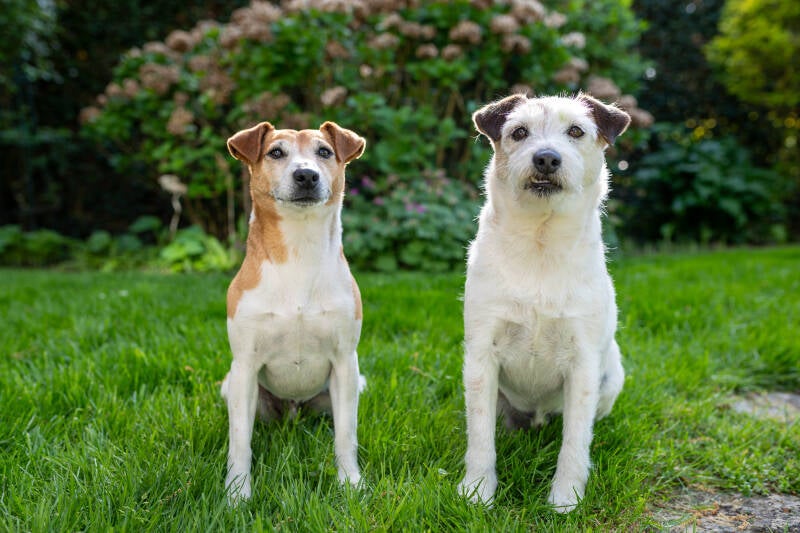 doggyshoot-20-standard.jpg