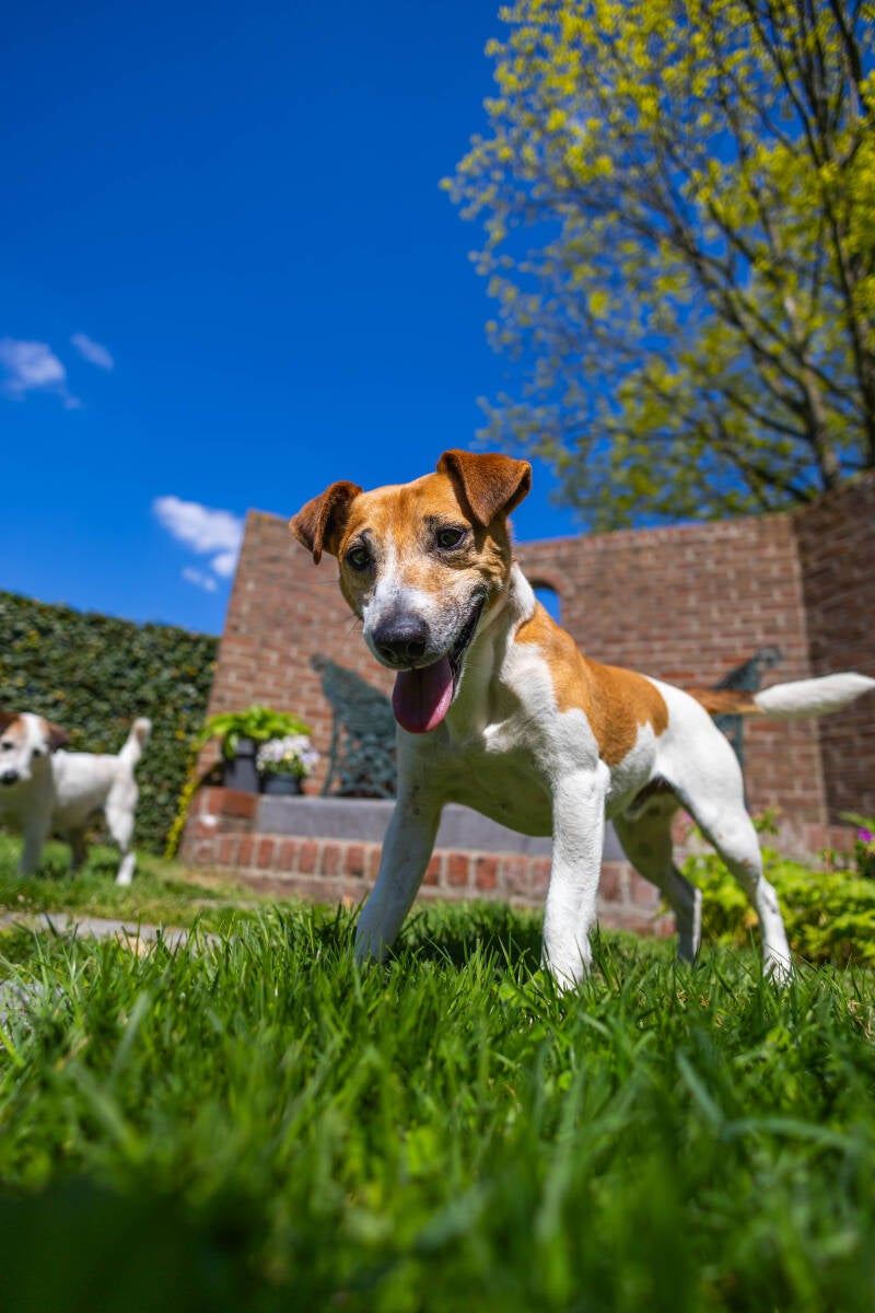 doggyshoot-21-of-51-standard.jpg
