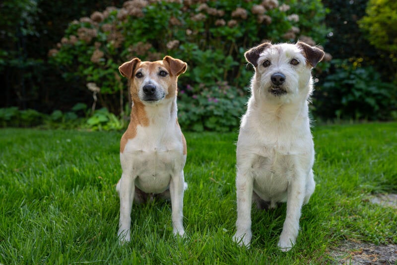 doggyshoot-21-standard.jpg