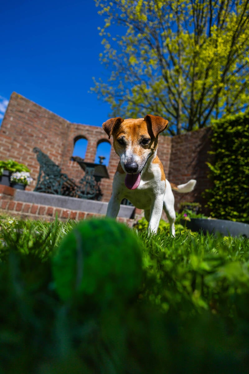 doggyshoot-22-of-51-standard.jpg