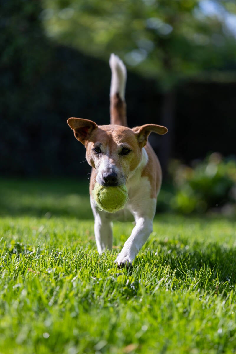 doggyshoot-22-standard.jpg