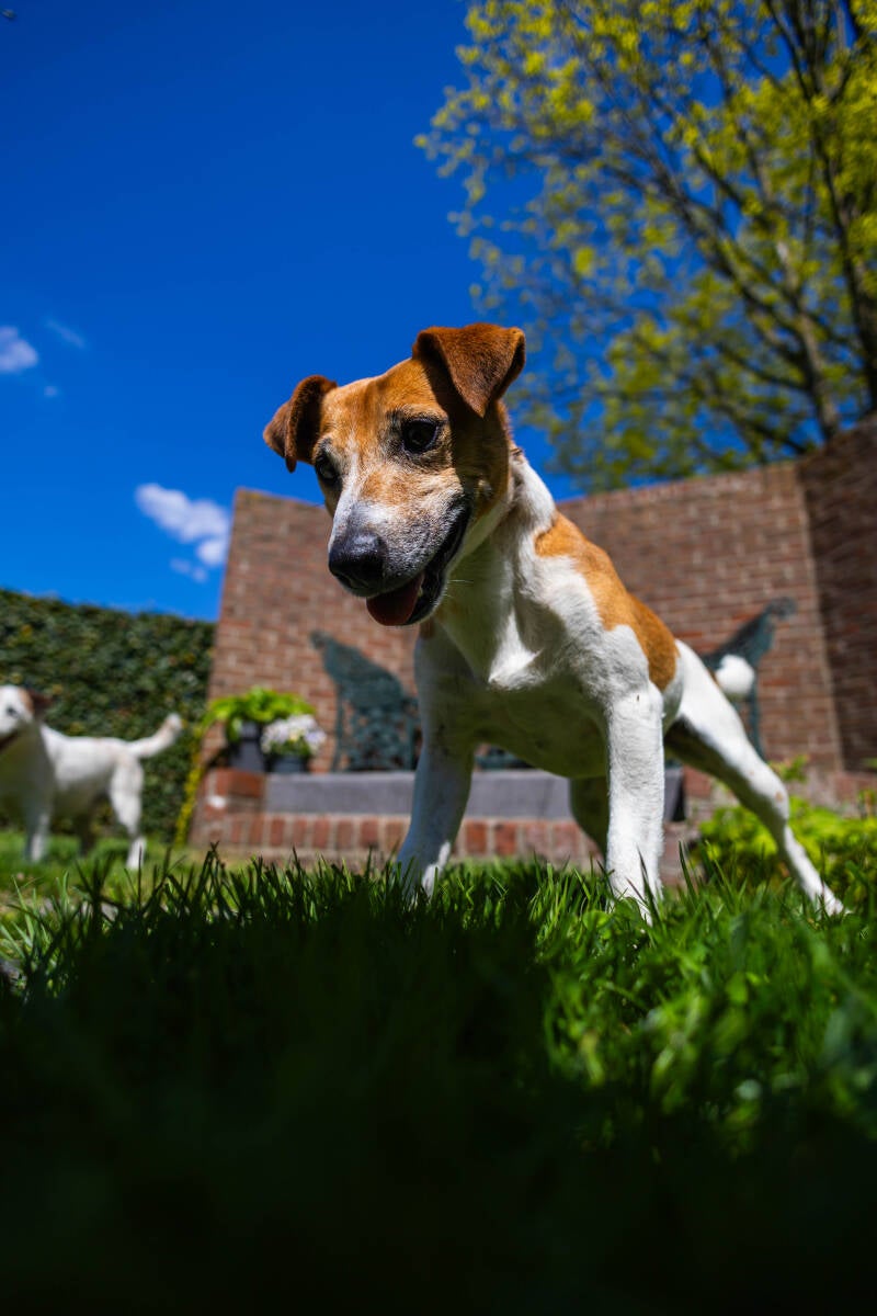 doggyshoot-23-of-51-standard.jpg
