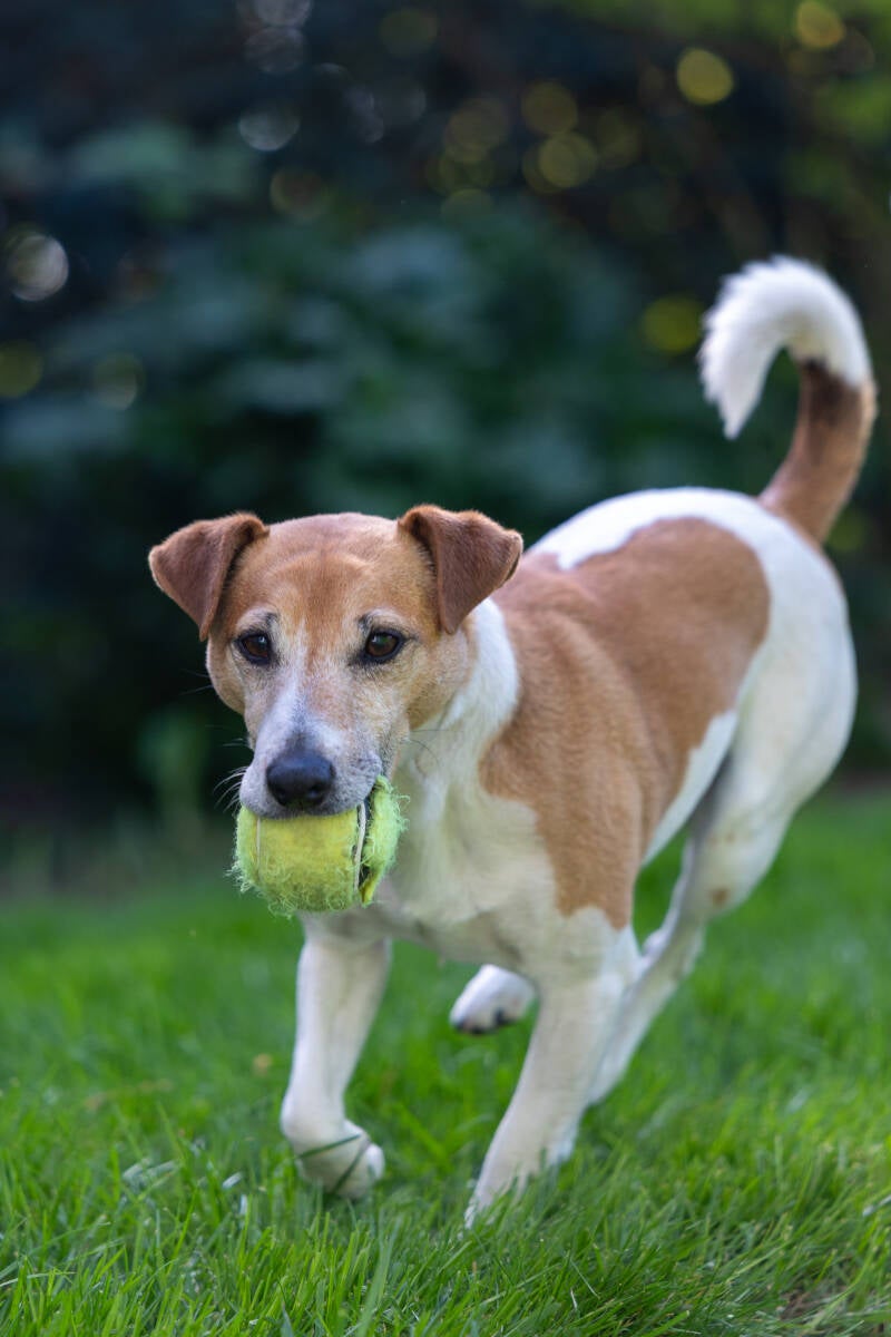 doggyshoot-23-standard.jpg