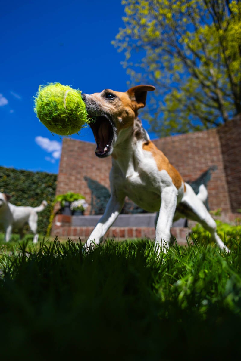 doggyshoot-24-of-51-standard.jpg