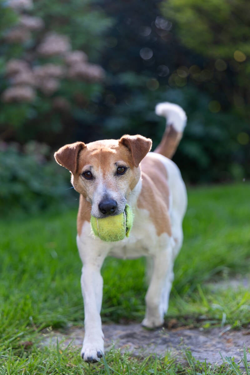 doggyshoot-24-standard.jpg